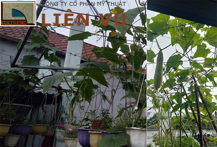 Biến sân thượng thành nơi trồng rau quả sạch