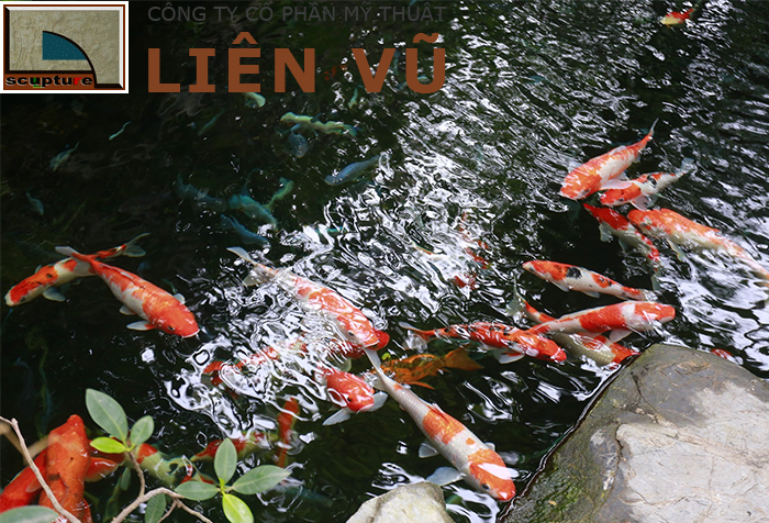 Cá Koi- loài Quốc Ngư mang giá trị và ý nghĩa phong thủy cao