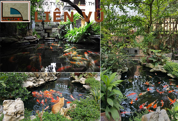 Thi công tiểu cảnh hồ cá Koi