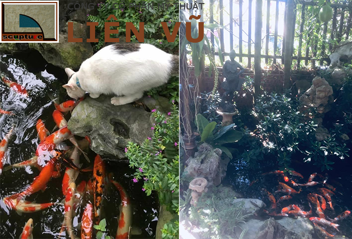 Thú chơi tiểu cảnh Cá Koi tại Việt Nam