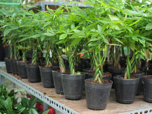 Tài lộc đua nhau ập tới khi trồng những loại cây này trong nhà